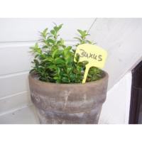 ETIQUETTE X10 A PLANTER 15CM 