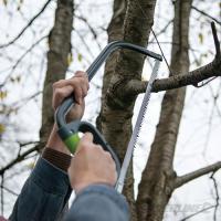  SCIE BUCHE 600MM 